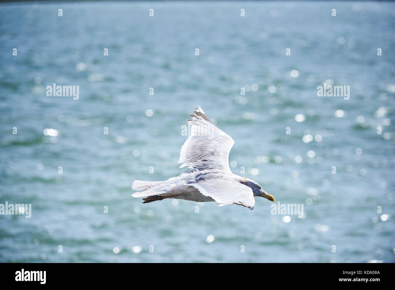 Möwen auf Felsbrocken von der Pier in der Nähe von Hoek van Holland, Niederlande ruhen Stockfoto