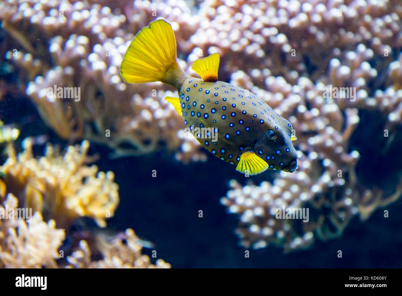 Tropische Fische und mehr Stockfoto