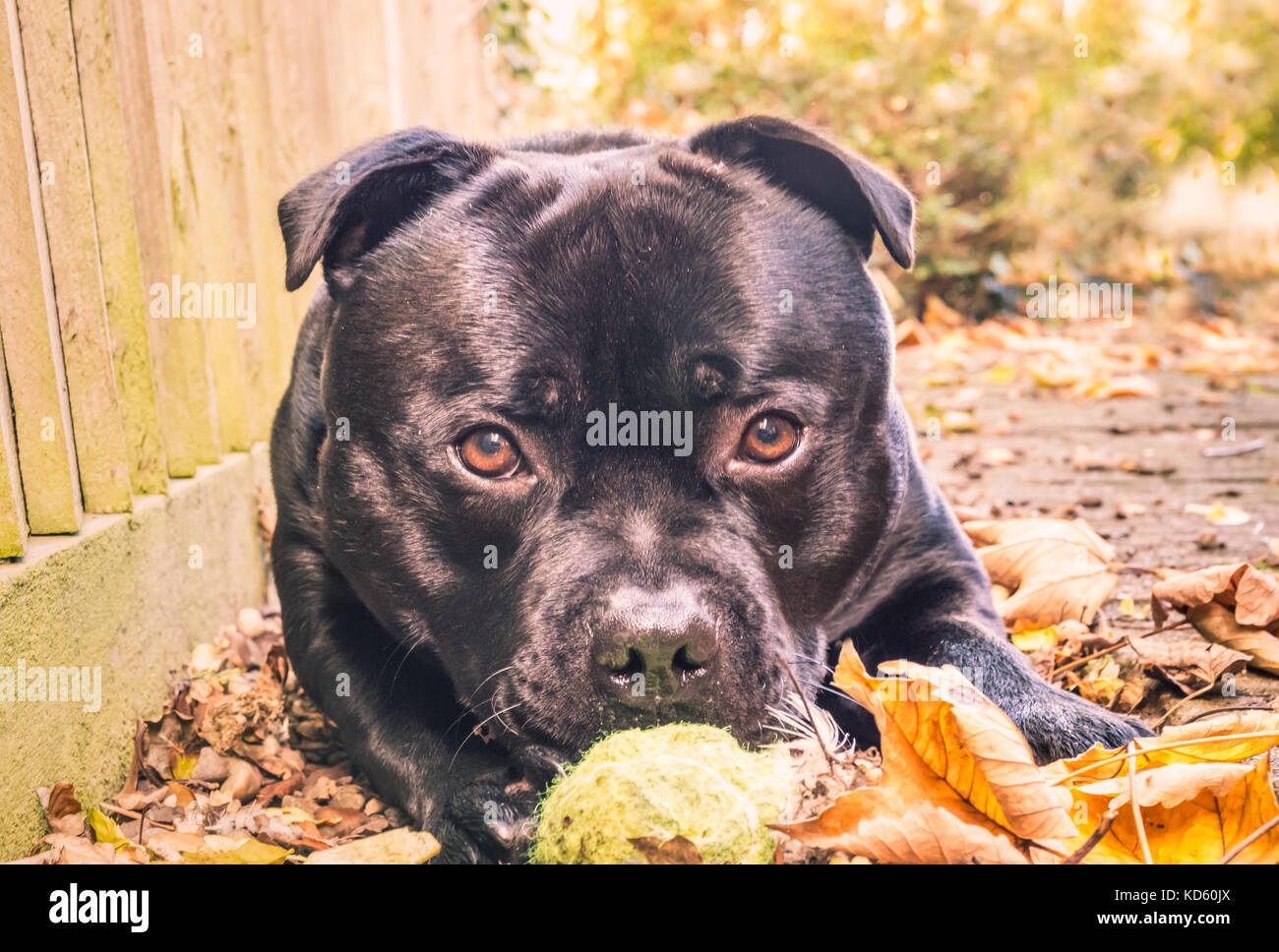 Schwarz Staffordshire Bull Terrier Hund liegend vor der Kamera mit großen runden traurig niedlich Augen. Er hat einen Tennisball und liegt auf Herbst Stockfoto