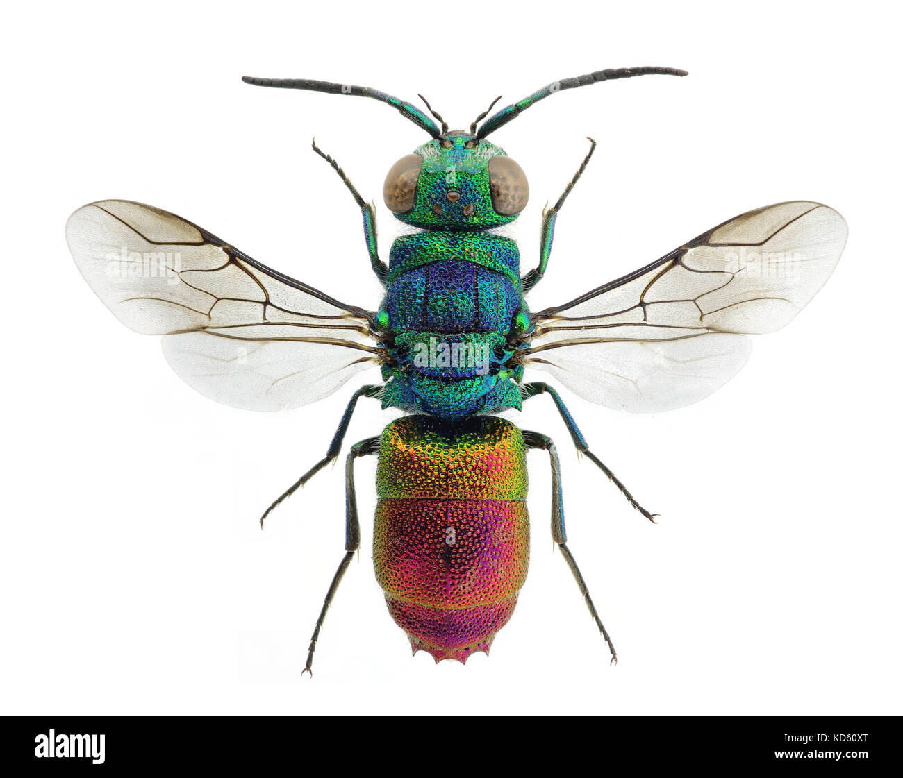 Schöne Kuckucksuhr Wasp chrysis Comta, aus Europa Stockfoto