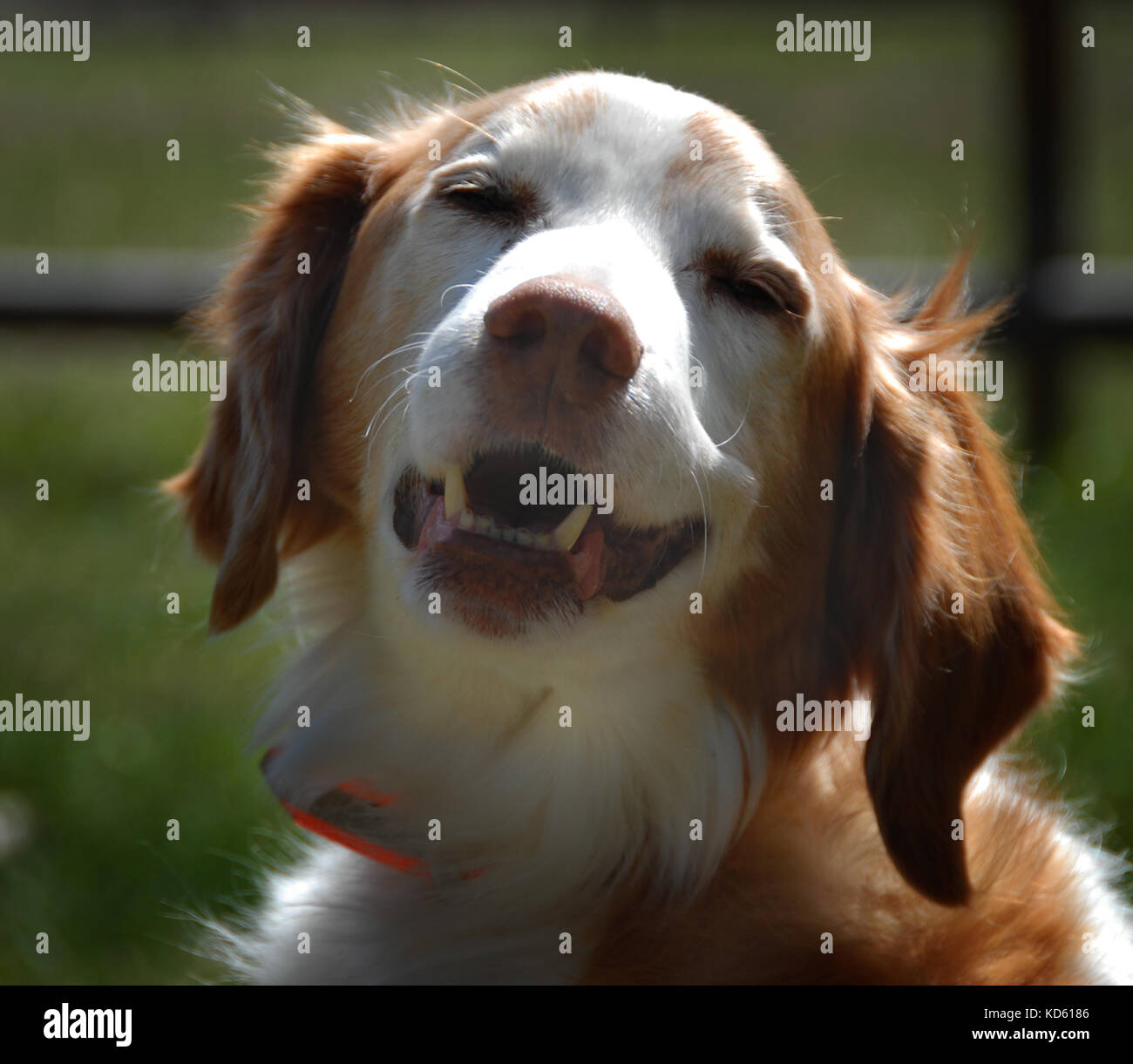 Amerikanische Bretagne männlicher Hund glücklich in der nachmittäglichen Sonne, ein sehr glücklicher Hund. Lächelnd Pet. Stockfoto