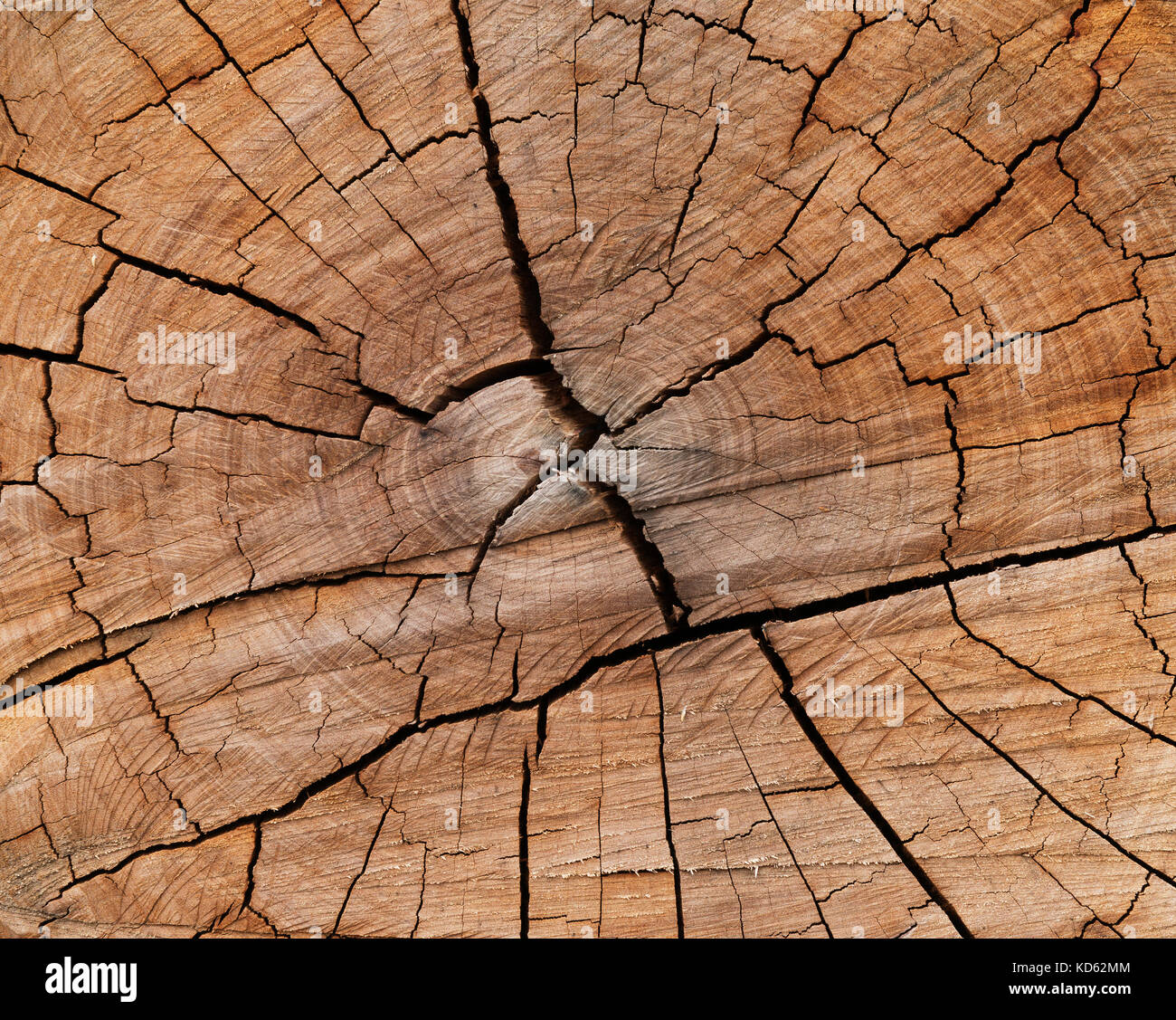 Frisch Baumstamm austrocknen und reißen in der Sonne durch eine bunte Oberfläche. Stockfoto