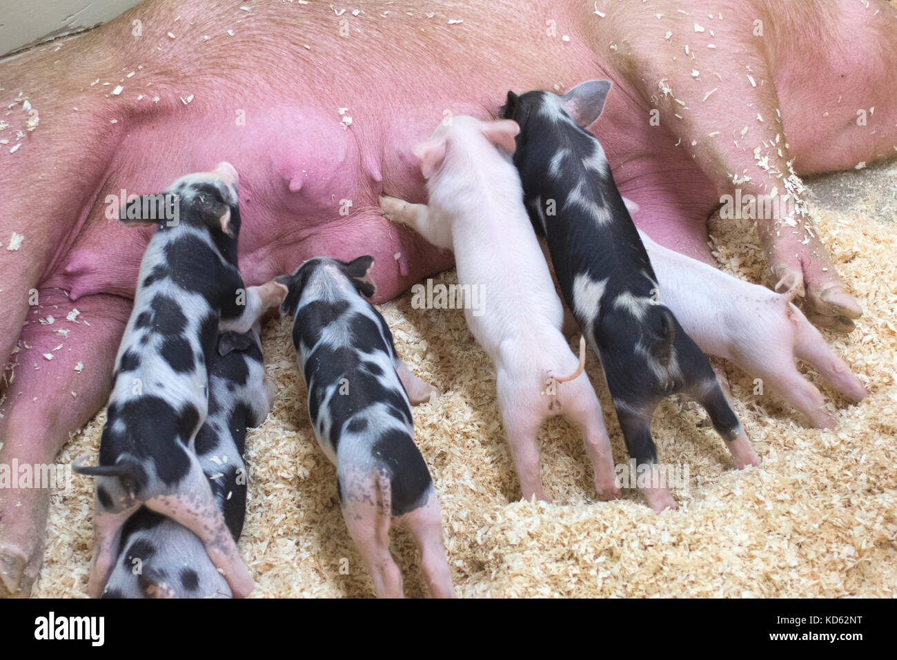 Ferkel zur Fütterung auf der Fryeburg Messe, Fryeburg, Maine Stockfoto Ferkel zur Fütterung auf der Fryeburg Messe, Fryeburg, Maine Stockfoto