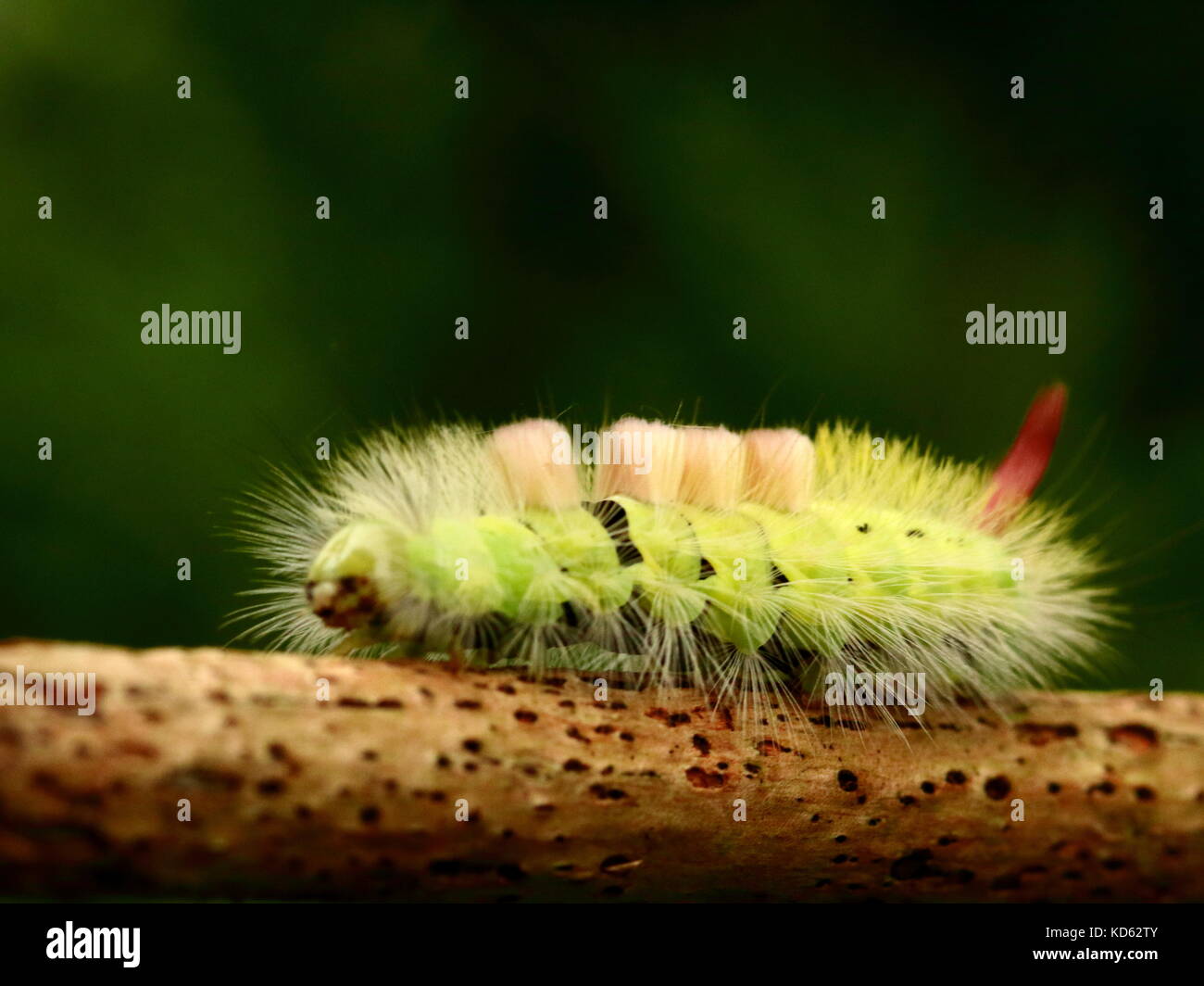 Pale tussock Motte Caterpillar Stockfoto