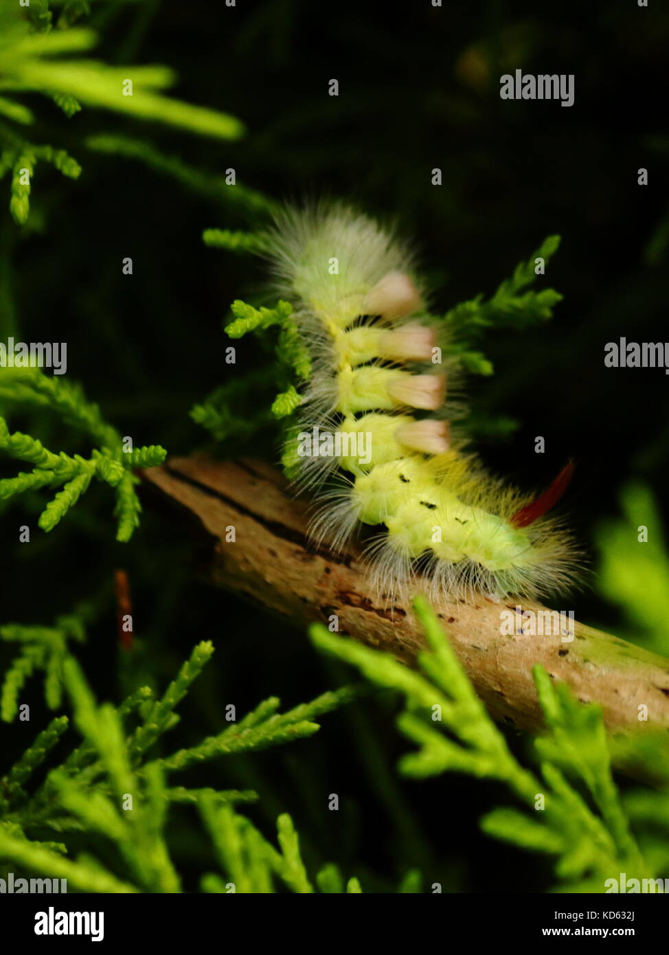 Pale tussock Motte Caterpillar Stockfoto