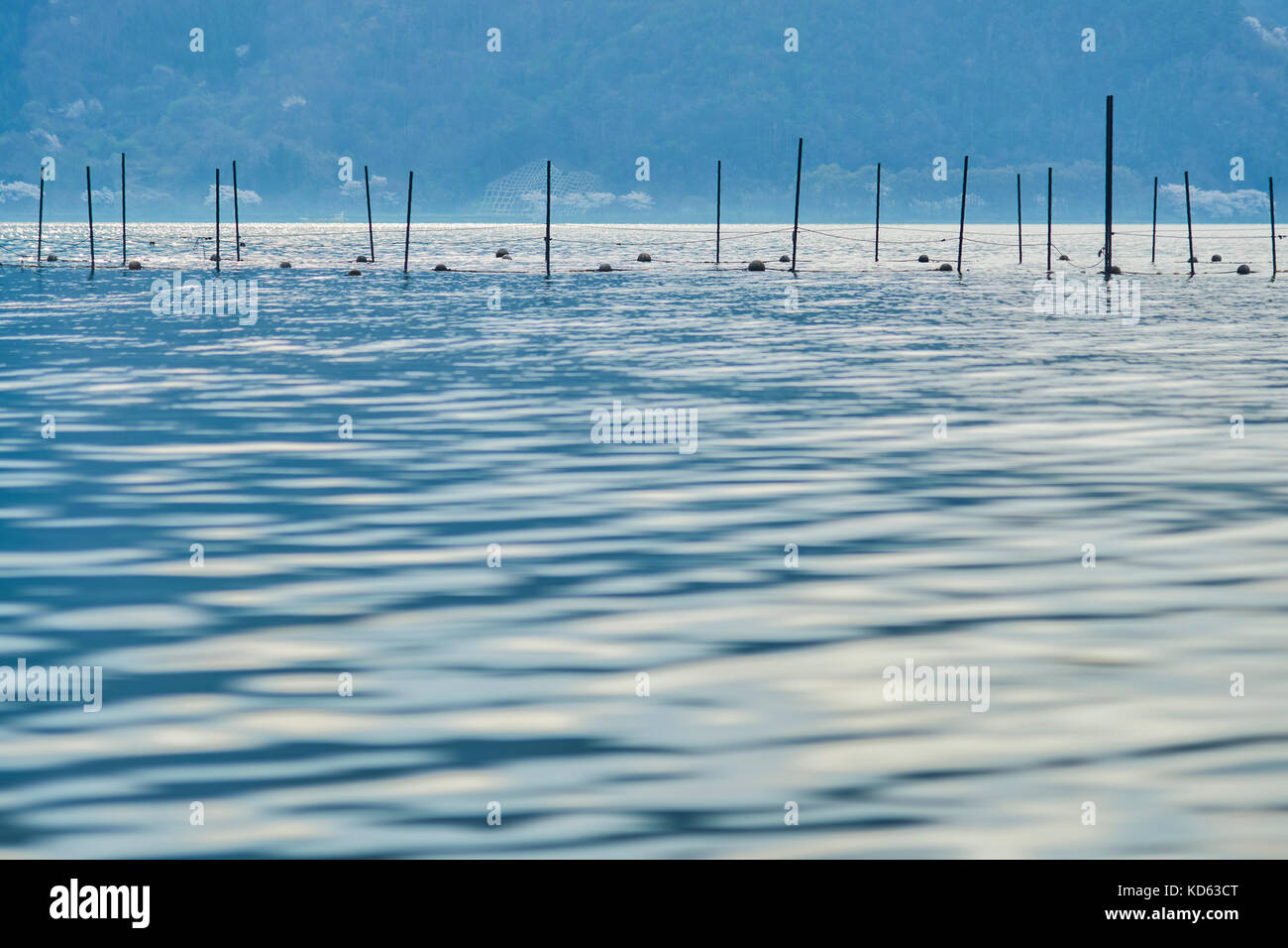 Die Polen in das Wasser am Lake Biwa, Präfektur Shiga, Japan Stockfoto