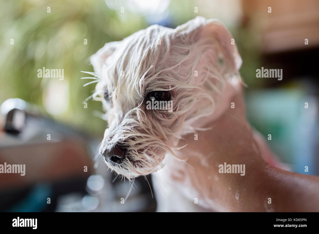 Hundefriseur, Waschen oder Behandlung Stockfoto