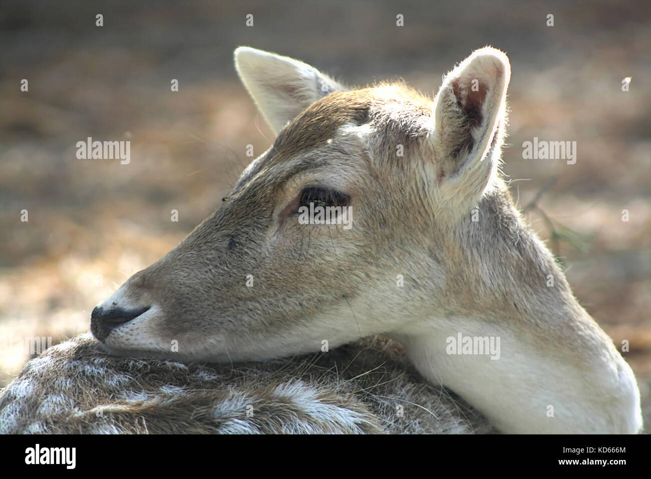 Wenig Damwild (3) Stockfoto