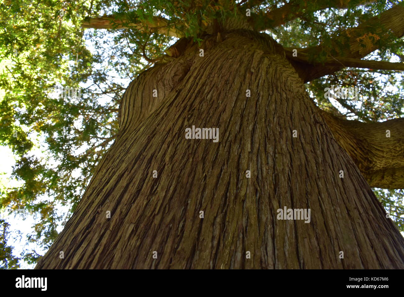 Schönen großen grünen Baum Stockfoto
