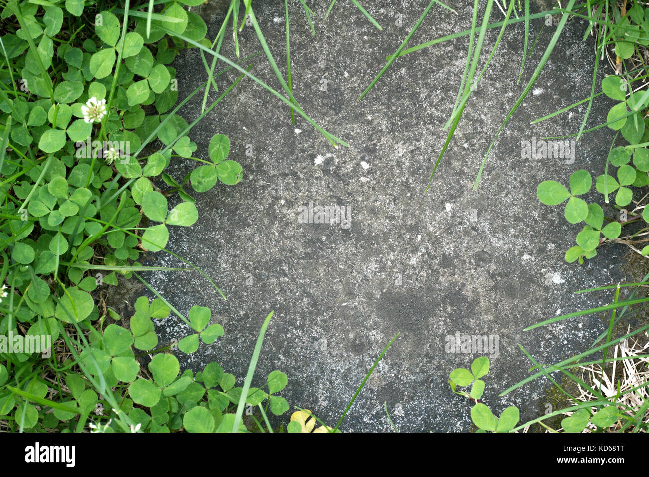 Gras und Klee wächst zwischen Betonfahrbahndecke Stockfoto