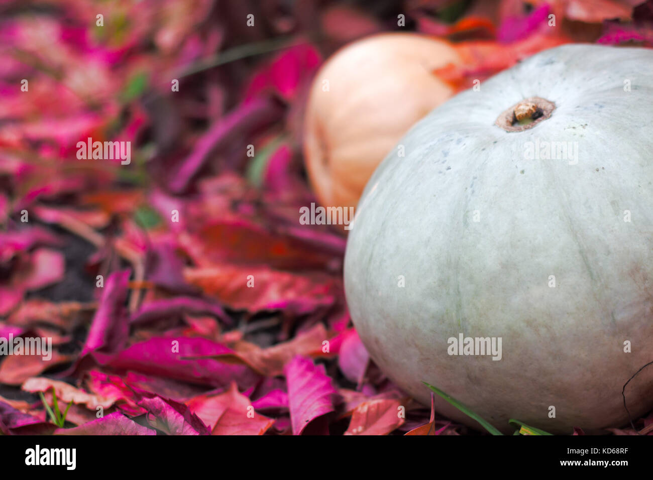 Kürbisse vor rot markierten Blätter im Herbst outdor Stockfoto