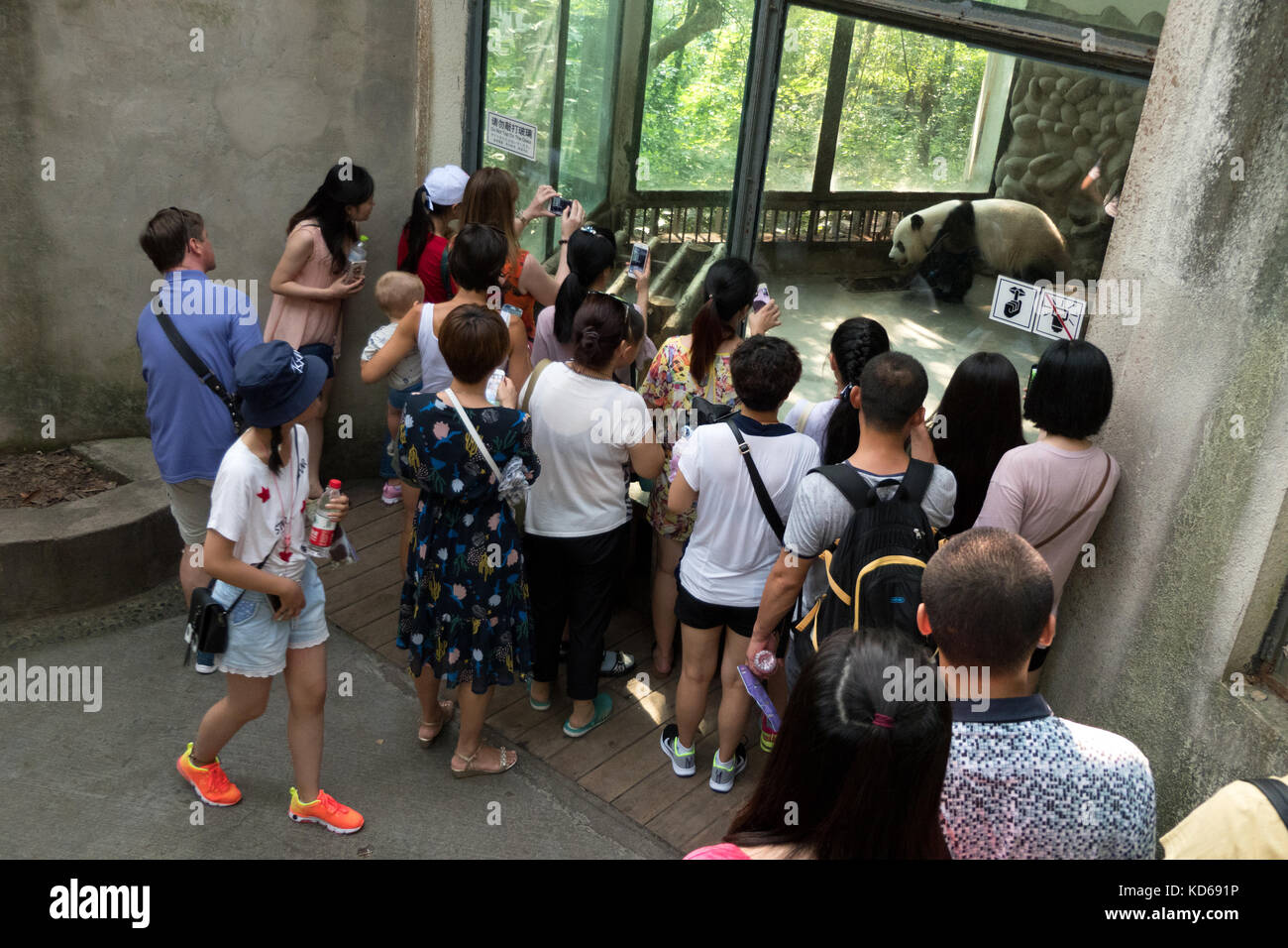 Menschen und Touristen in ein riesiger Panda, Panda in Chengdu, China, Asien. Tier im Zoo, zoologische Gärten, Rescue Center Stockfoto