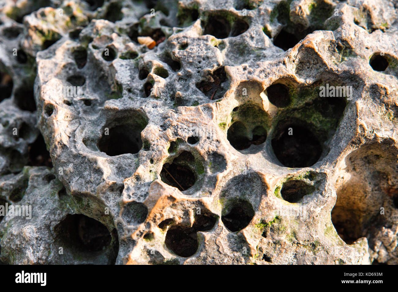 Nahaufnahme Felserosion Löcher im Freien. Textur Hintergrund Stockfoto