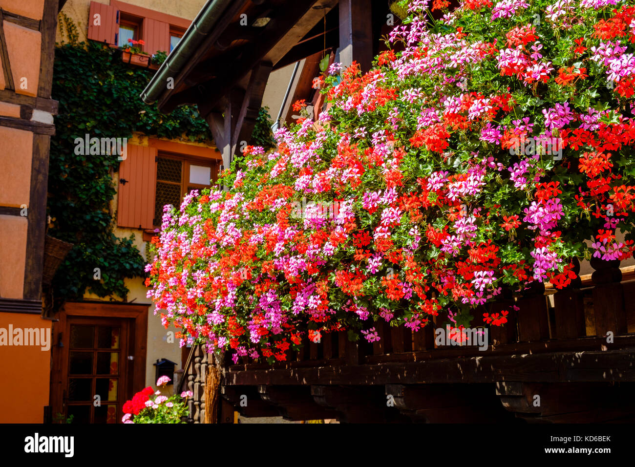 Bunte Geranien, storksbills, (geraniaceae) sind für die Dekoration der Fachwerkhäuser in der historischen Dorf verwendet Stockfoto