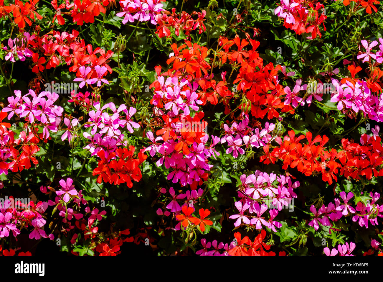 Bunte Geranien, storksbills, (geraniaceae) sind für die Dekoration der Fachwerkhäuser in der historischen Dorf verwendet Stockfoto