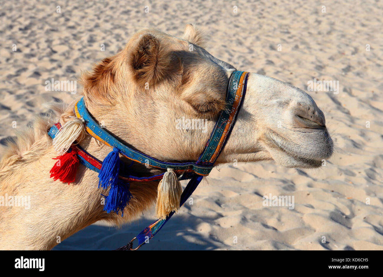 Kamele am Strand von Dubai Marina Vae Stockfoto