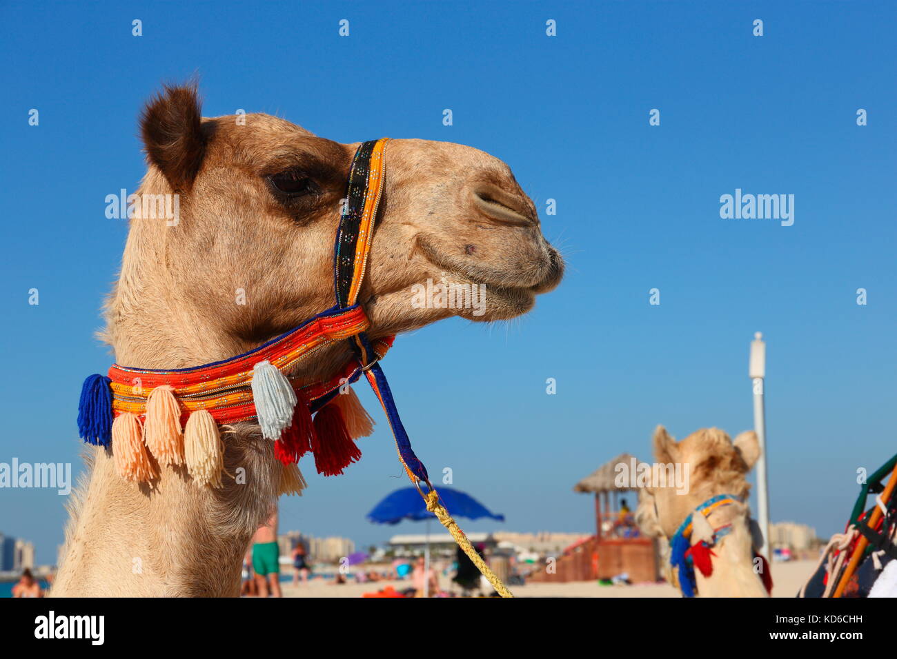 Kamele am Strand von Dubai Marina Vae Stockfoto