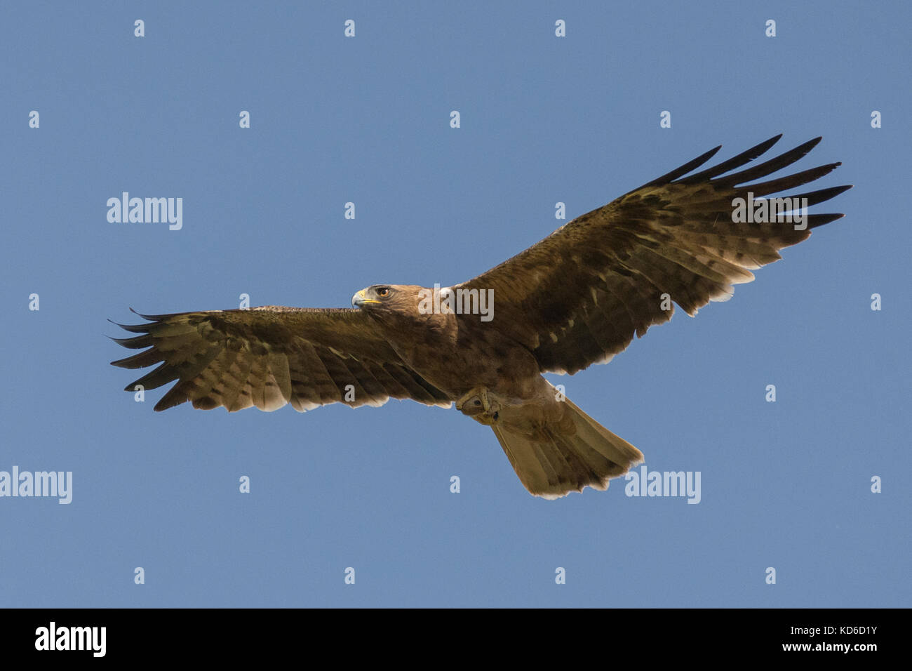 Zwergadler (Hieraaetus pennatus, oder Aquila pennata), dunkler Morph, der mit indischem Wüstenjird-Fang am Großraum rann von kutch, Gujrat, Indien, fliegt Stockfoto
