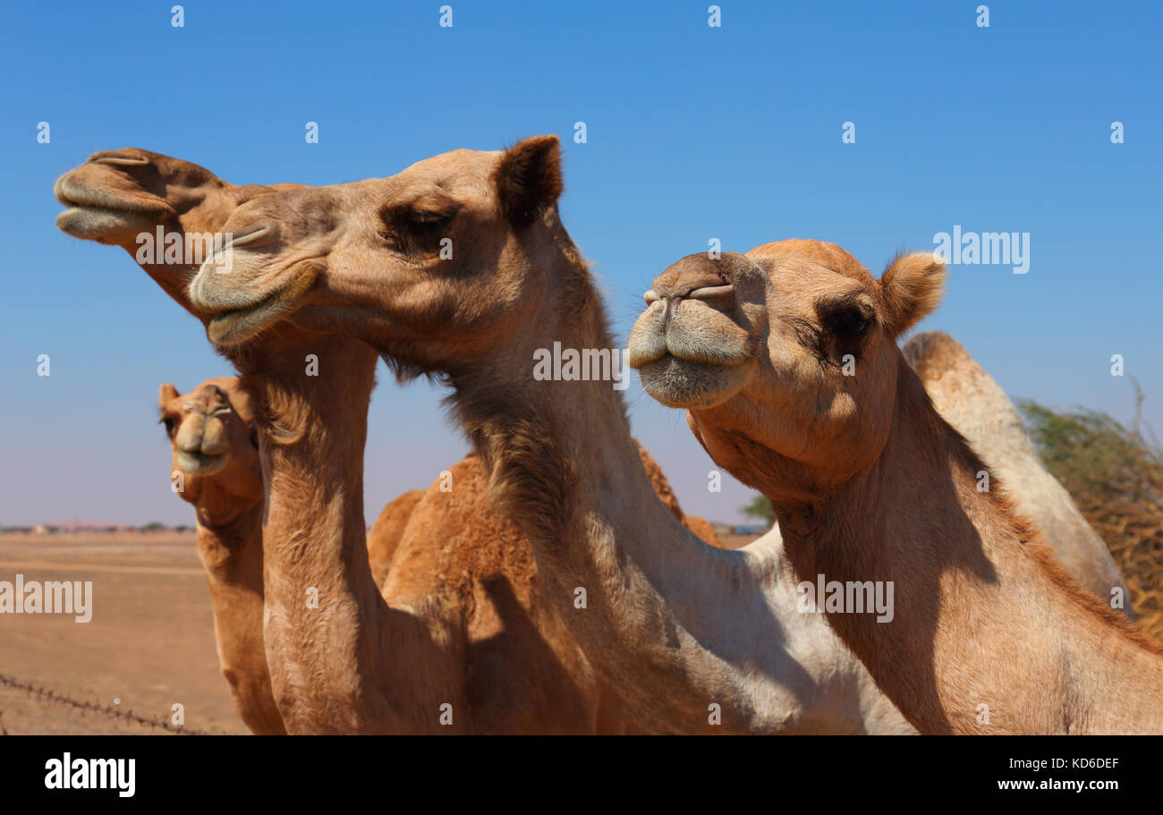 Kamele auf dem Bauernhof Vae Stockfoto