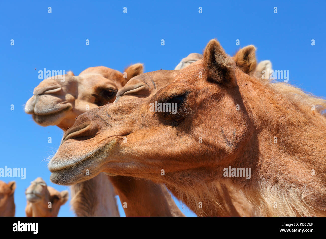 Kamele in der Wüste, VAE Stockfoto
