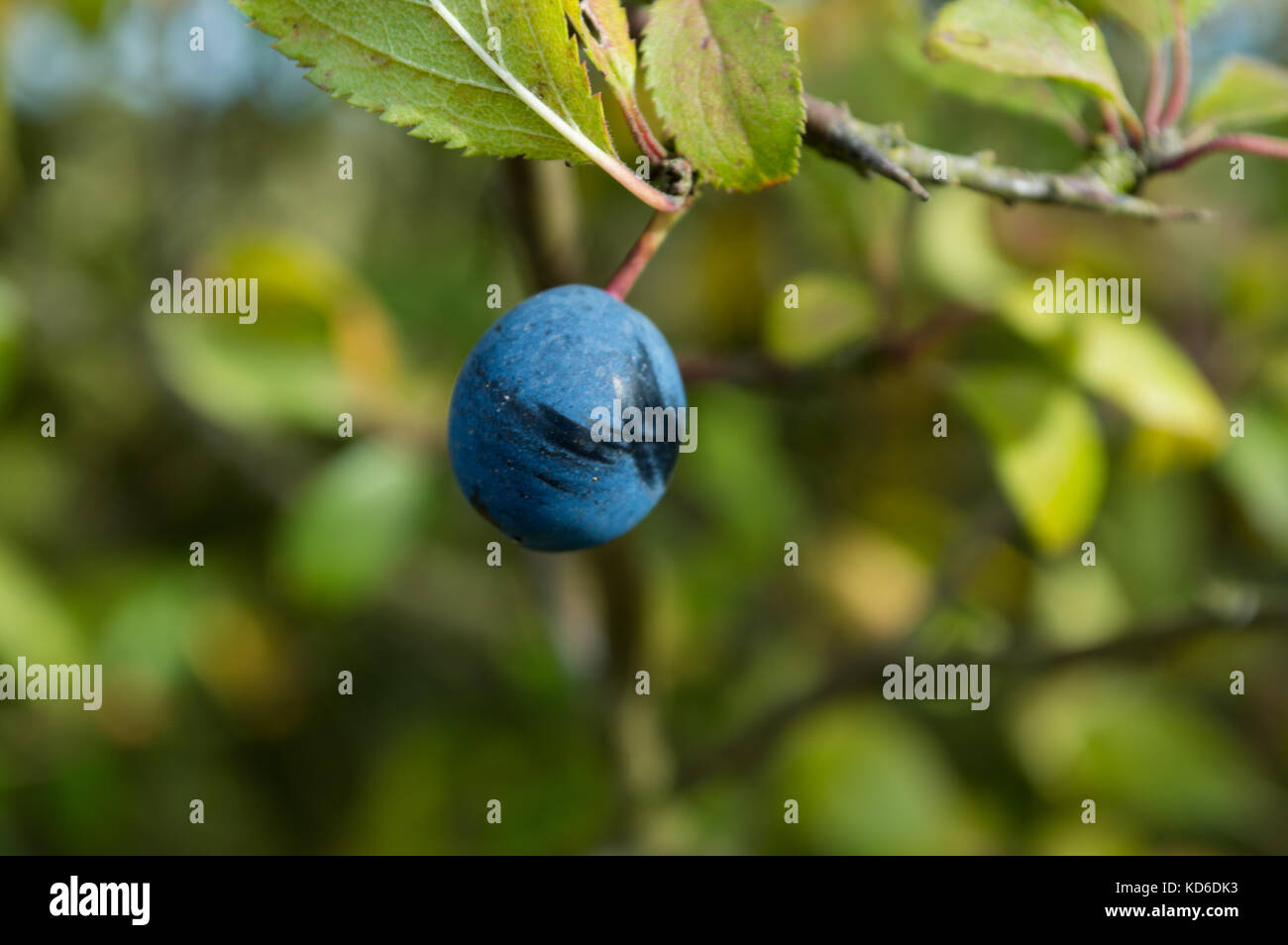 Makro schlehe Steinfrucht Beeren auf native Hecke blackthorn Bush in saxtead England britische Inseln reif deep blue Steinfrucht Herbst und Winter Beeren Stockfoto
