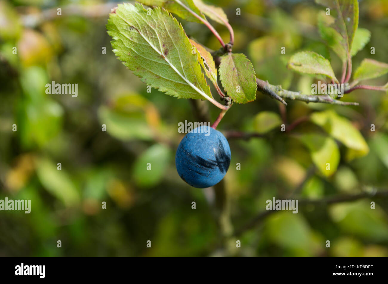 Makro schlehe Steinfrucht Beeren auf native Hecke blackthorn Bush in saxtead England britische Inseln reif deep blue Steinfrucht Herbst und Winter Beeren Stockfoto