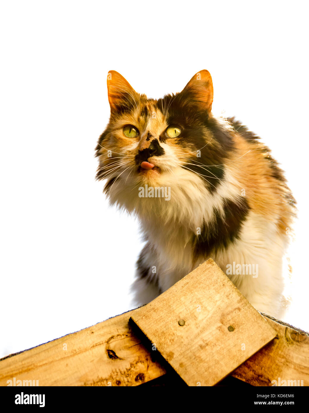 Katze auf Shed-dach Stockfoto