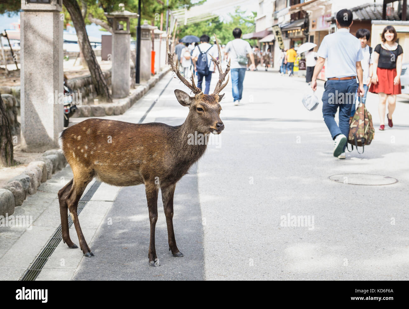 Miyajima, Japan - 14. September 2017: Hirsch mit geweih an der Straße von Miyajima zwischen Touristen Stockfoto