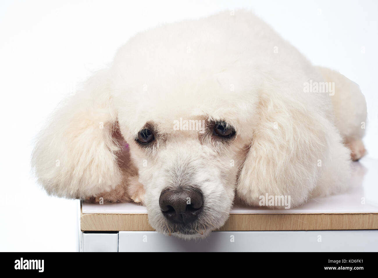 Niedlichen weißen Pudel Hund lag auf Tabelle auf Hintergrund isoliert Stockfoto