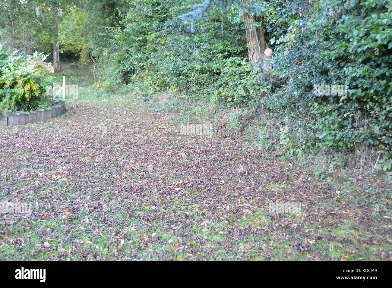 Eiche Blätter und Eicheln fallen von einem Baum auf einer ausgereiften Rasen Garten während der britischen Englisch Herbst Herbst in herefordshire Landschaft Stockfoto