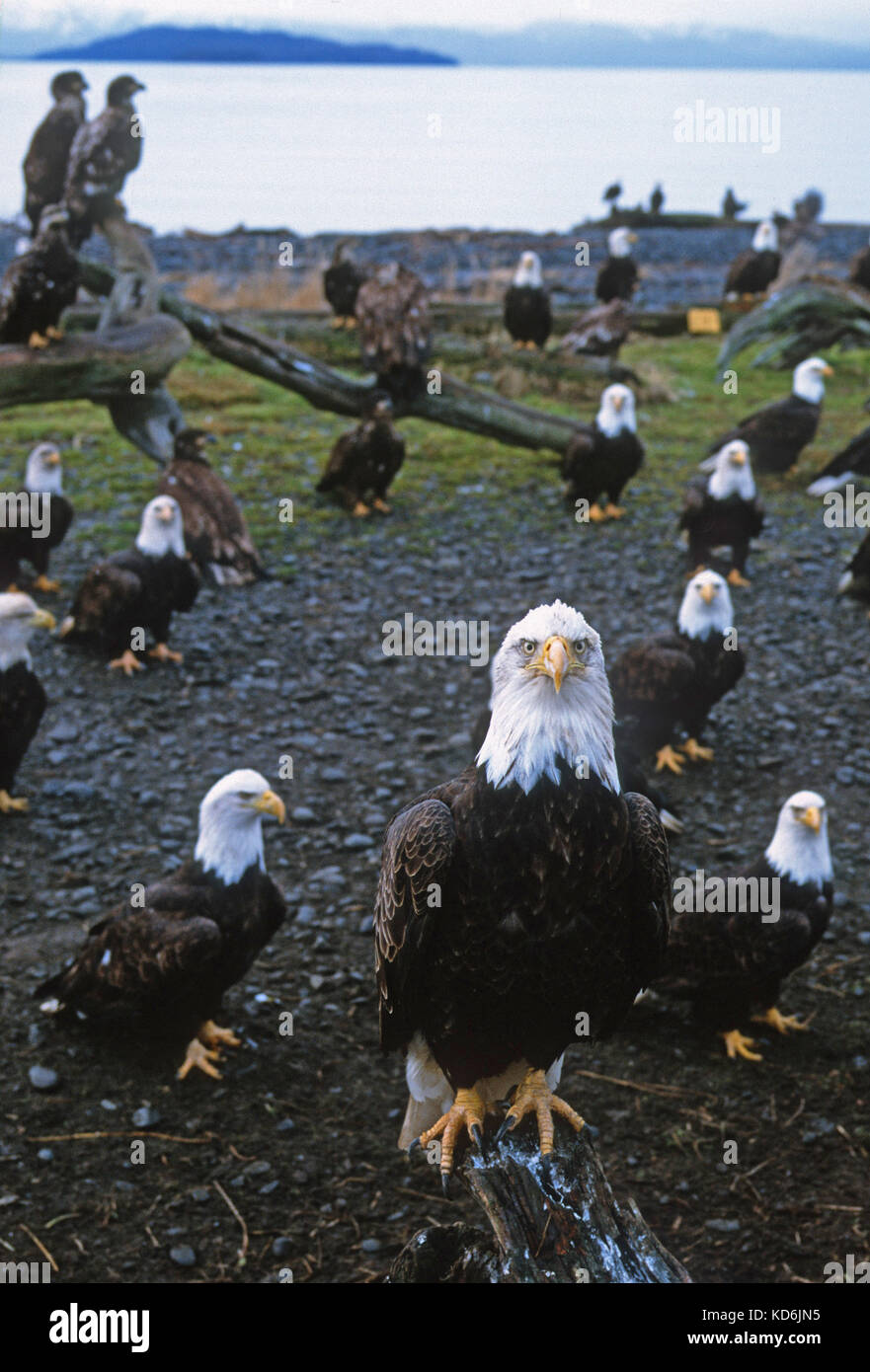 Weißkopfseeadler Haliaeetus leucocephalus Homer Spit Alaska Januar Stockfoto