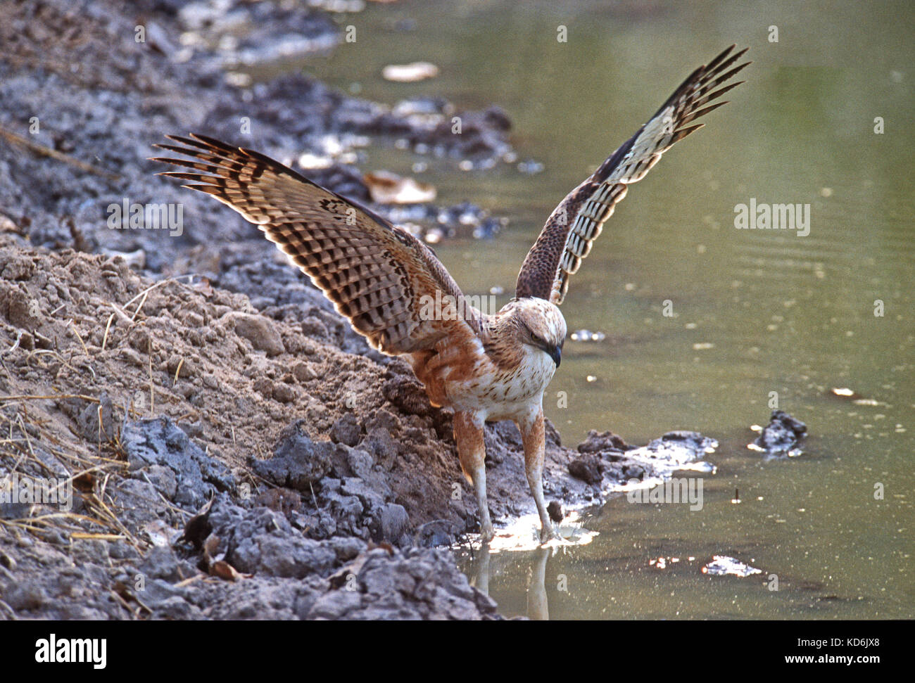 Austauschbare Hawk Eagle Nisaetus cirrhatus Jagd Frösche Ranthambore nördlichen Indien winter Stockfoto