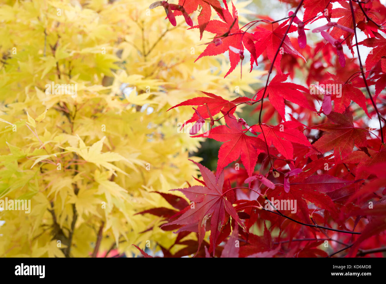 Acer Palmatum Atropurpureum. Japanische Ahorn im Herbst Stockfoto