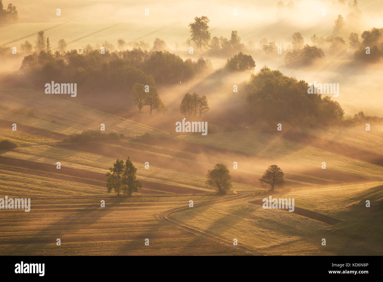 Schönes Morgenlicht scheint auf Bäumen in Laibach Sümpfen, Slowenien. Stockfoto