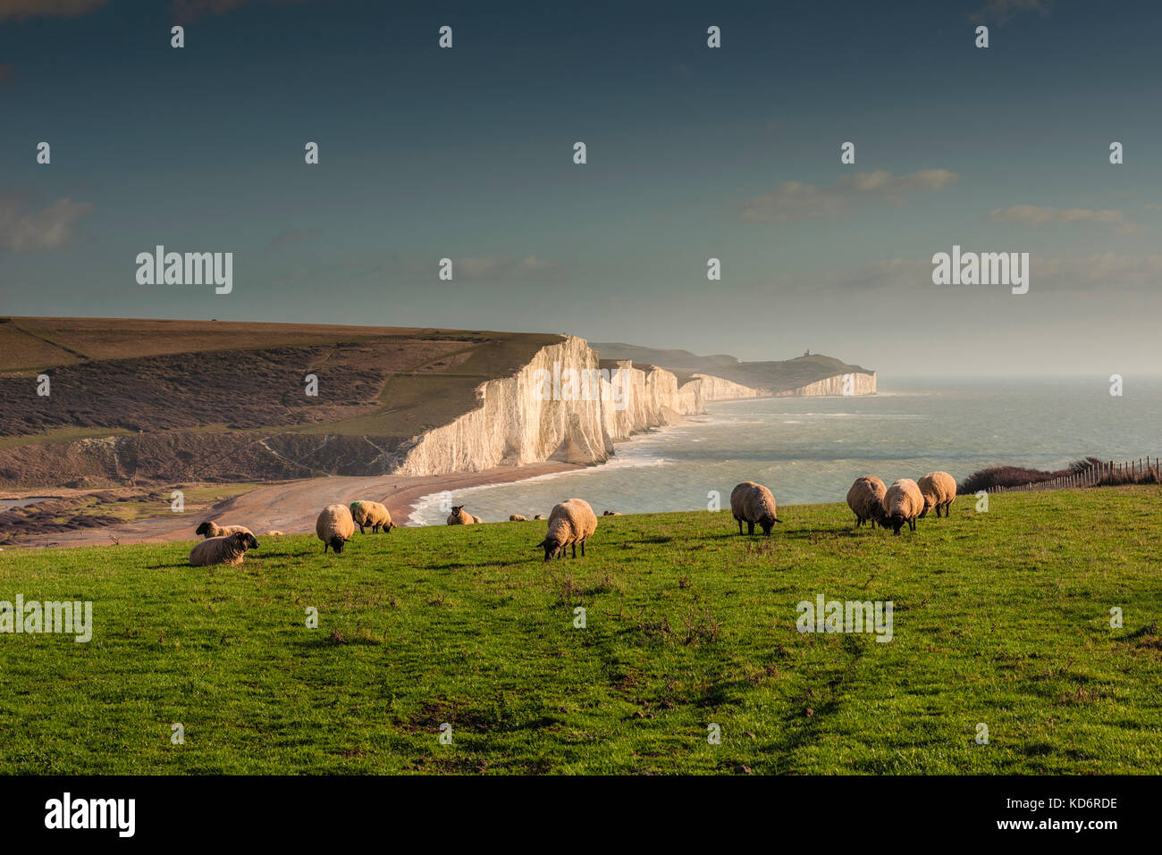 Schafe in einem Feld mit Blick auf die Seven Sisters Cliffs von Seaford, East Sussex, Großbritannien Stockfoto