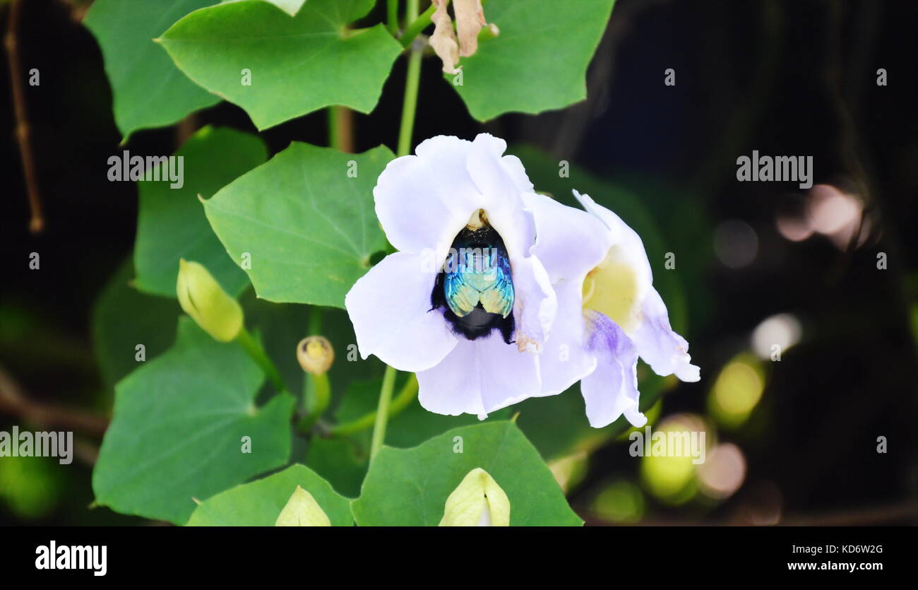 Metallische Holz - langweilige Käfer Fütterung Blume Nektar in Garten Stockfoto
