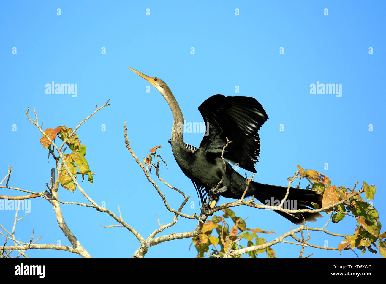 Anhinga (aka snakebird, American darter) breitet seine Flügel aus, etwa wenn Sie sich von oben von einem Baum nehmen. Rio Claro, Pantanal, Brasilien Stockfoto