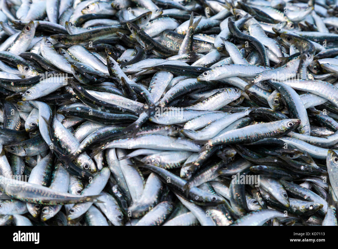 Stapel von fangfrischen Sardinen auf dem Fischmarkt in Vieux Teil (alter Hafen) in Marseille, Frankreich Stockfoto