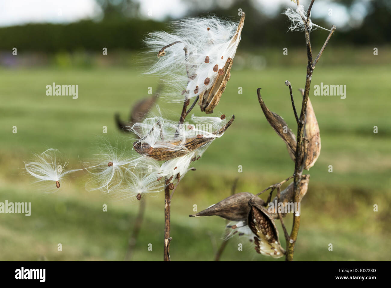 Seidenpflanze Samen Stockfoto