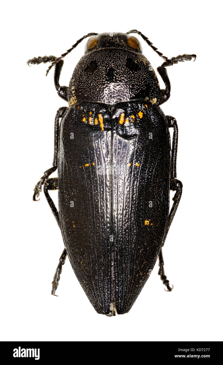 Metallische Holz - langweilige Käfer auf weißem Hintergrund - buprestis cupressi (germar, 1817) Stockfoto