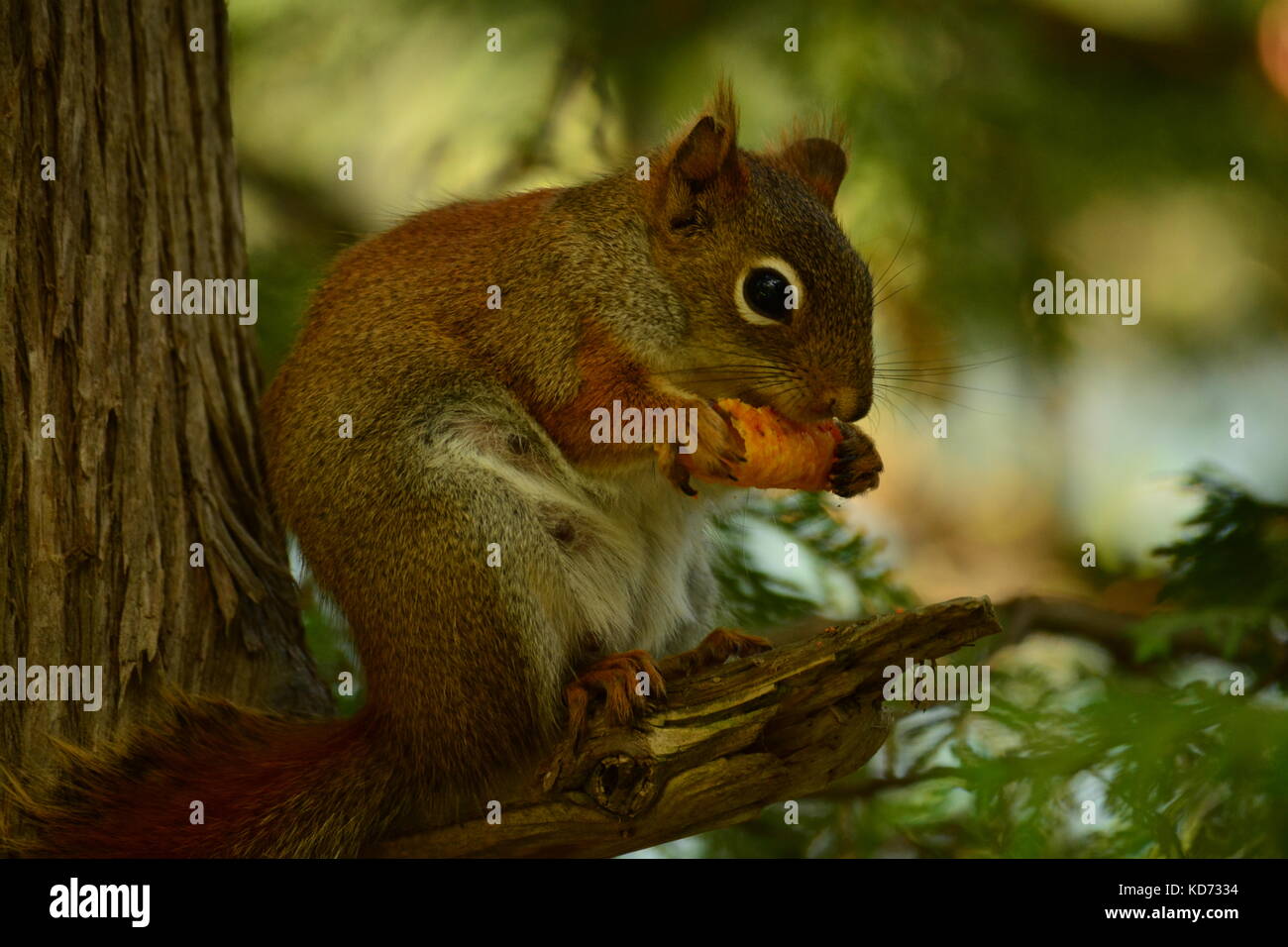 Eichhörnchen essen Doritos, sharbot See Stockfoto