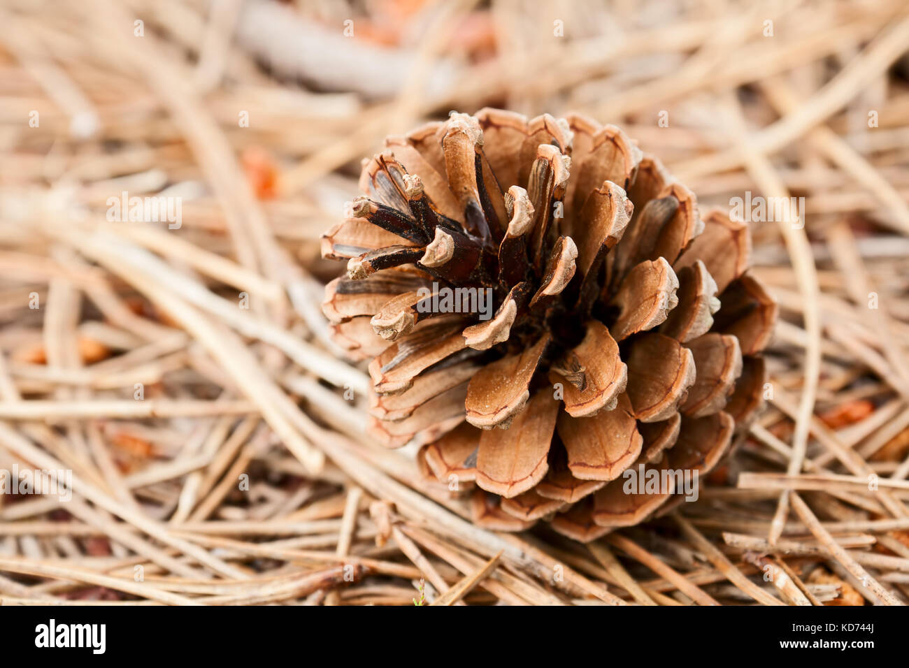Big Pine Cone liegt auf den gefallenen Kiefernnadeln Stockfoto