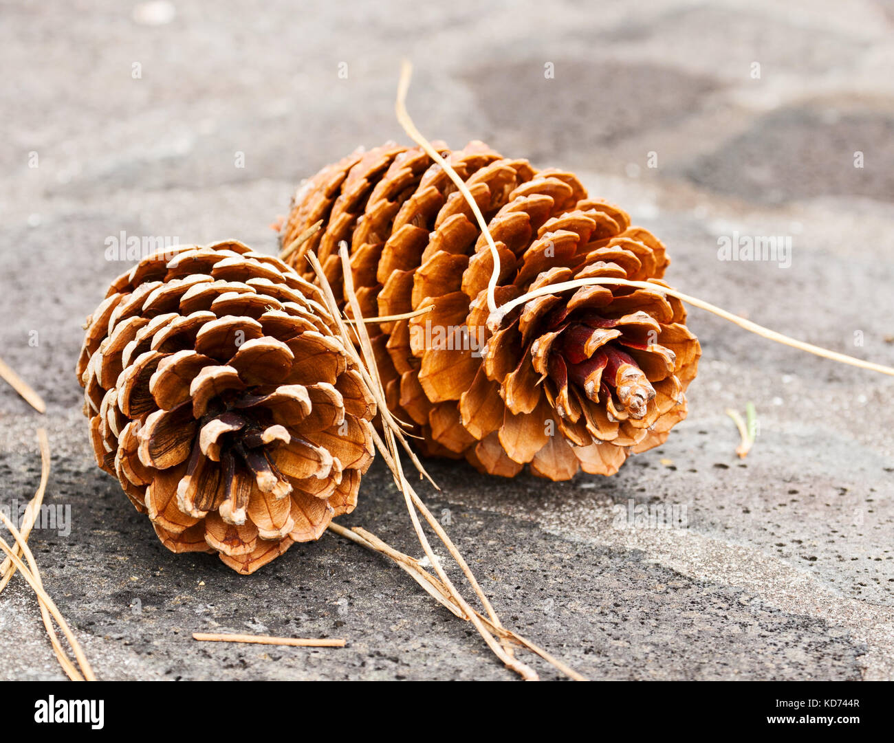 Zwei große Tannenzapfen sind auf der Steinoberfläche Stockfoto