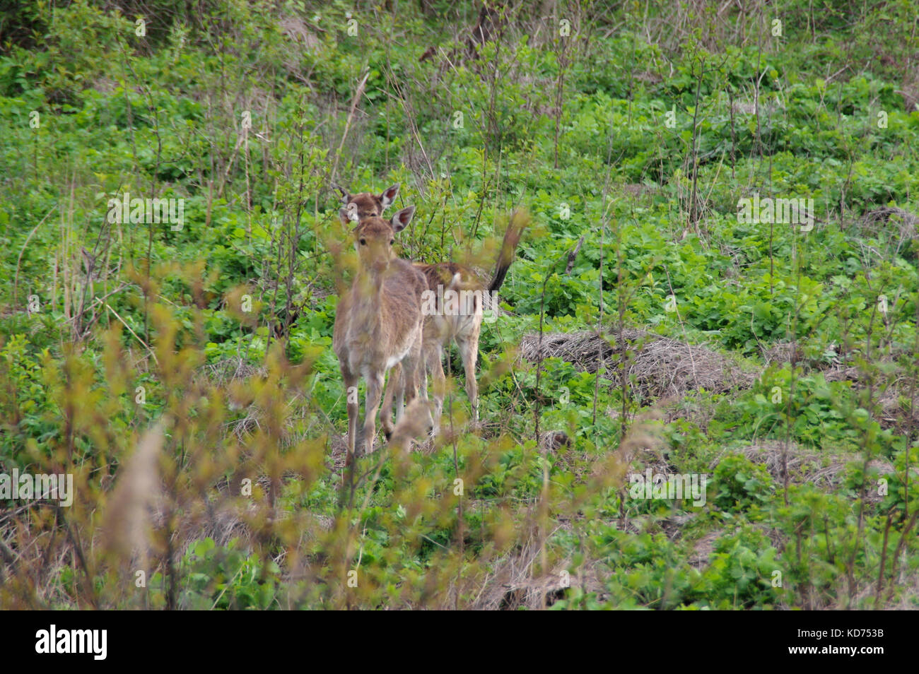 Mehrere Rehe auf einer Wiese in natürlicher Umgebung. wildlebende Tiere in Europa. Stockfoto