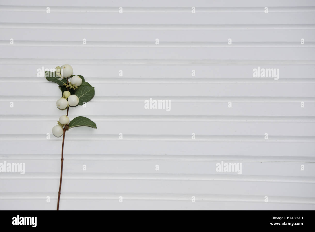 Helle fotografie Bild der natürlichen Englisch Herbst snowberry Anlage auf weißem Holz Hintergrund und an der Südküste England Großbritannien Stockfoto