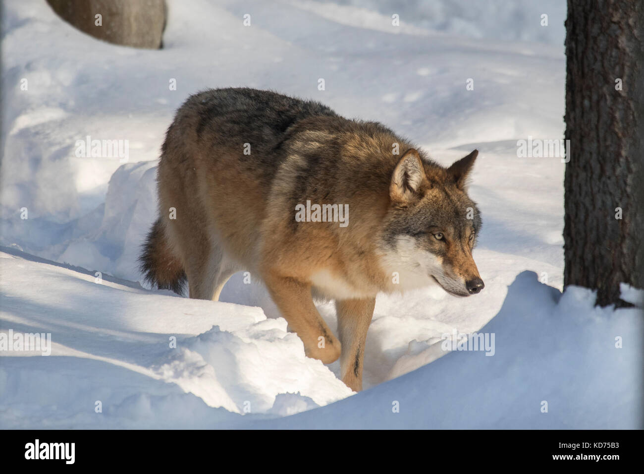 Einsamer grauer Wolf/grauer Wolf (Canis lupus) Jagd in den Schnee im Wald im Winter Stockfoto