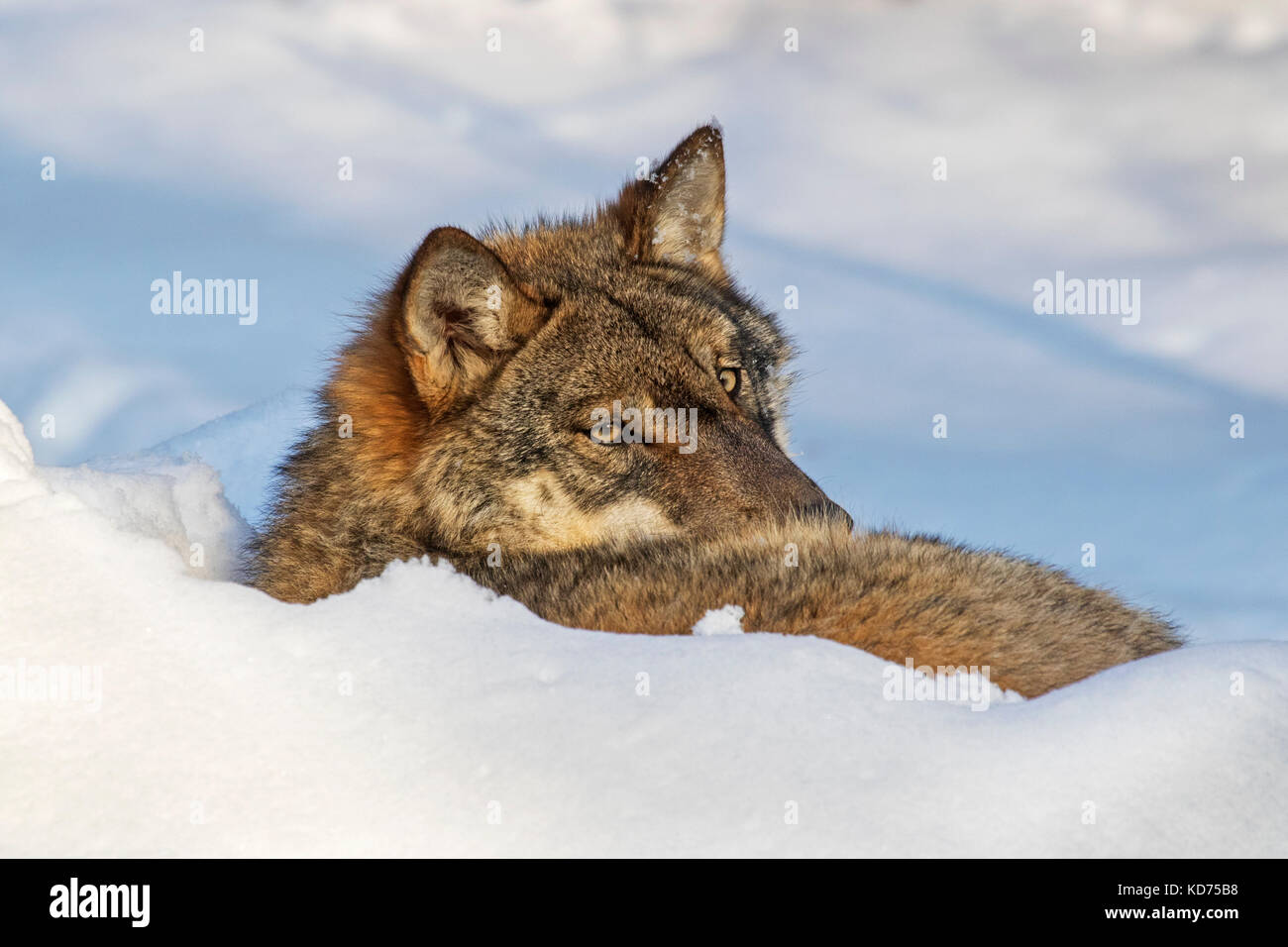 Nahaufnahme der graue Wolf/grauer Wolf (Canis lupus) in den Schnee im Winter gewellt ruhen Stockfoto