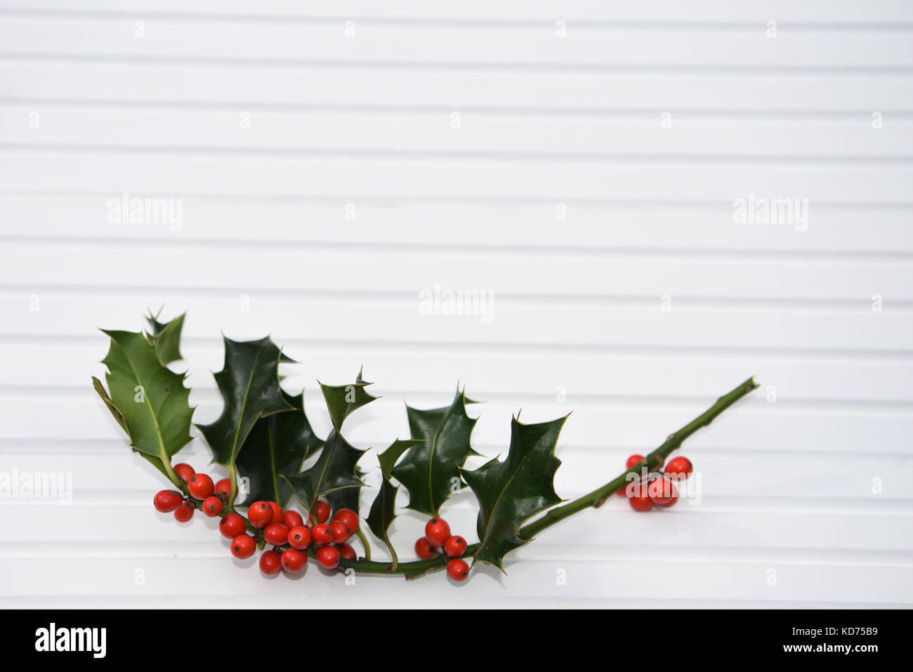 Fotografie Bild von Weihnachten bright green holly Blätter mit roten Beeren auf weißem Holz Hintergrund an der Südküste von England Großbritannien Stockfoto