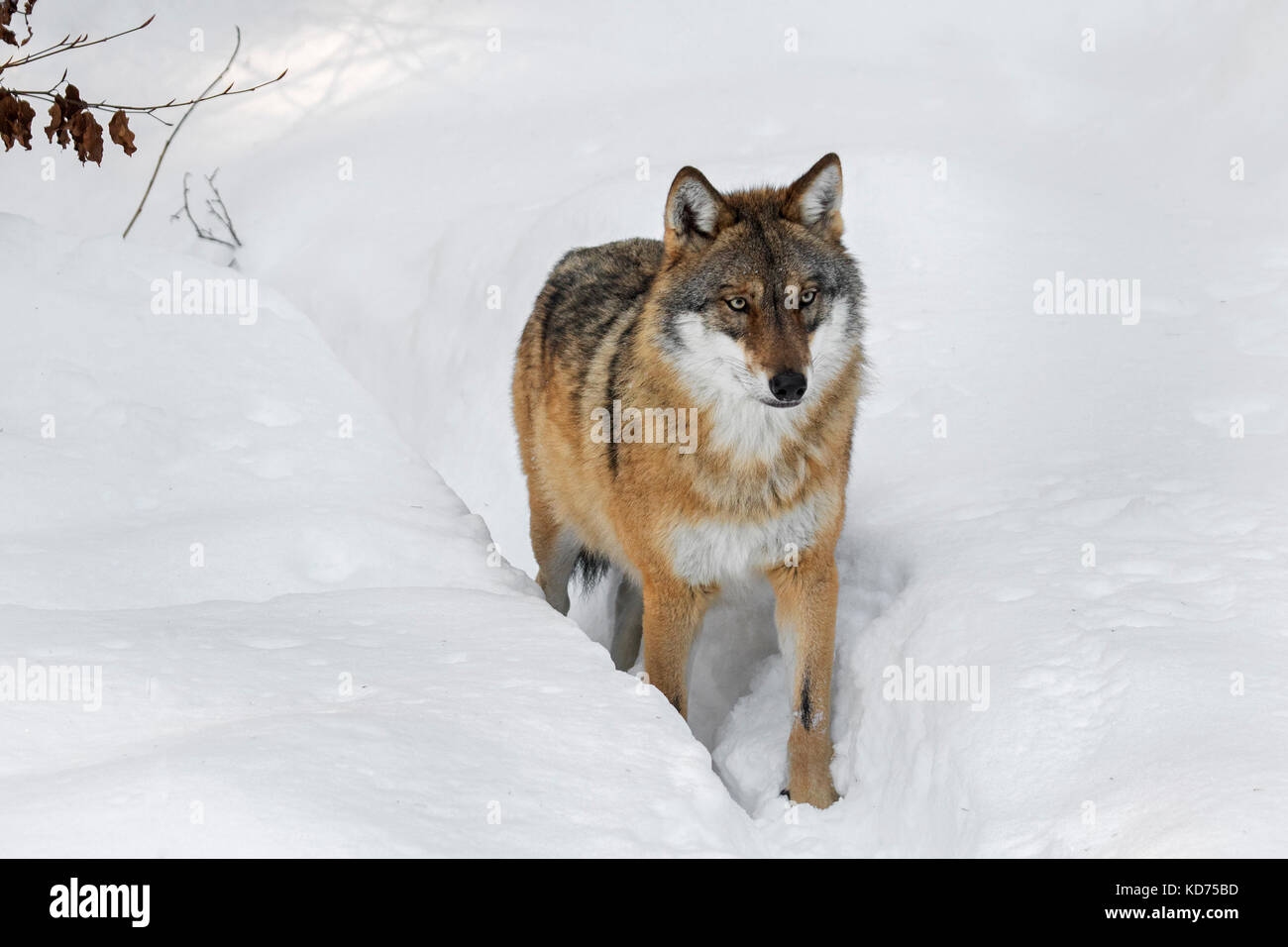 Einsamer grauer Wolf/grauer Wolf (Canis lupus) Nahrungssuche in tiefem Schnee im Winter Stockfoto