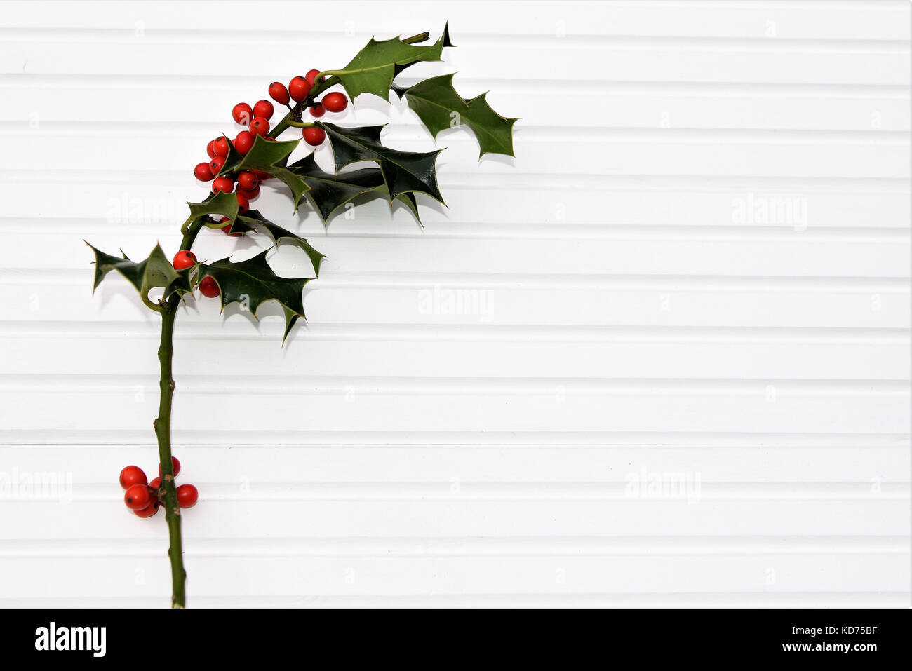 Fotografie Bild von Weihnachten bright green holly Blätter mit roten Beeren auf weißem Holz Hintergrund an der Südküste von England Großbritannien Stockfoto